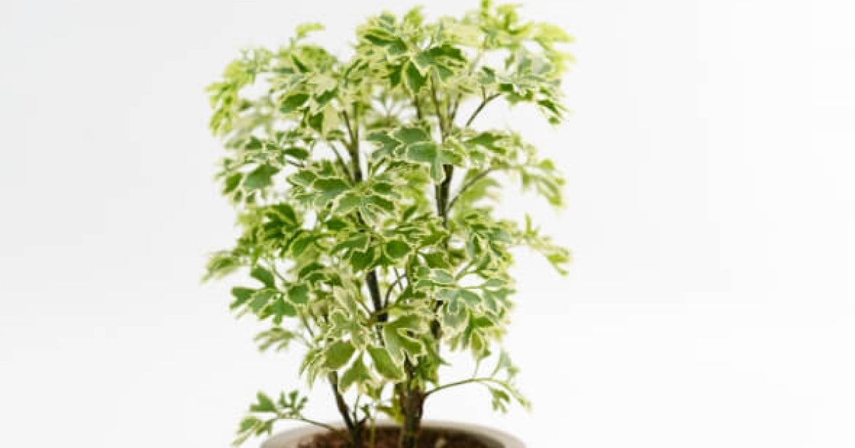 ポリシャスの育て方