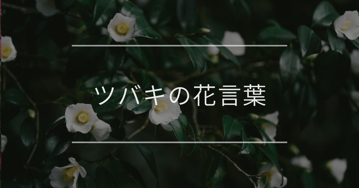ツバキの花言葉|色別や誕生花、名前の由来