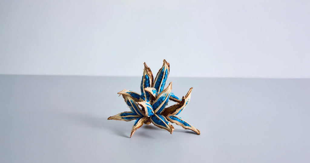 タビビトノキ ドライシード