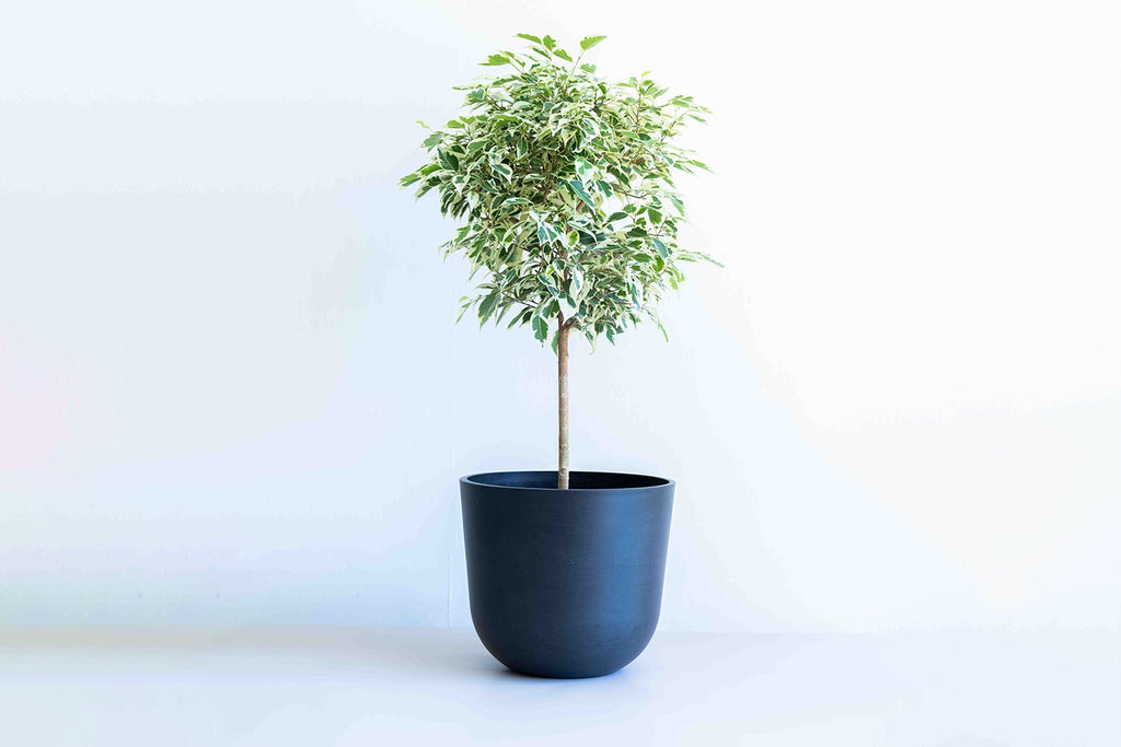 ベンジャミン(まとめ)