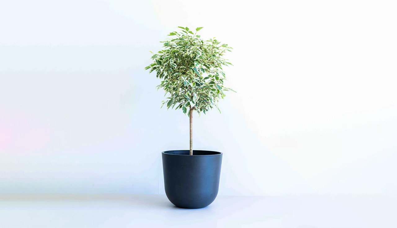 フィカス・ベンジャミン・スターライト