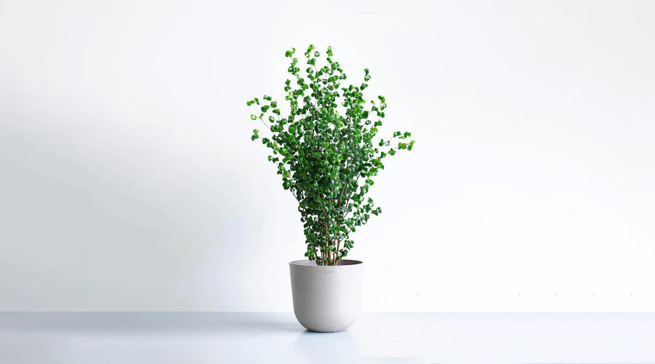 フィカス・ベンジャミナ・バロック