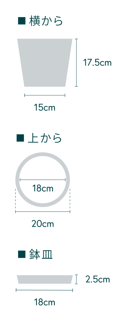 パキラ まがり S