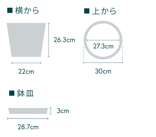 フィカス・ウンベラータ まがり L〈沖縄産〉