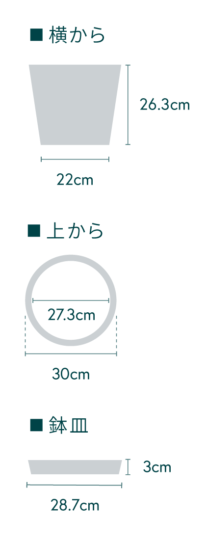 フィカス・ウンベラータ まがり L〈沖縄産〉