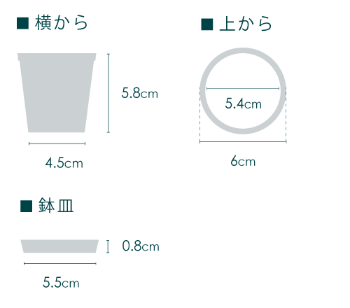 【クリアプランツ】パキラ Baby