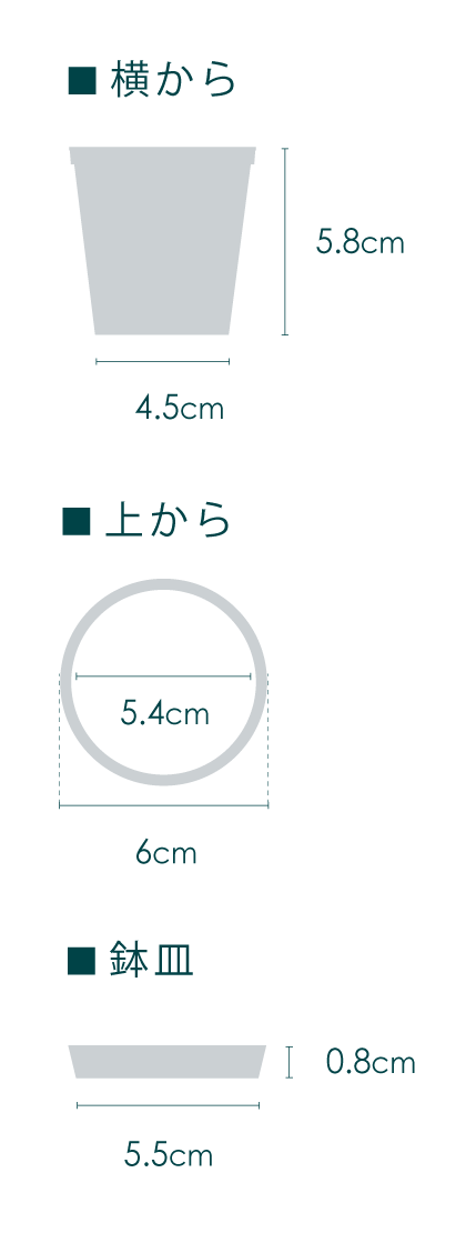 【クリアプランツ】パキラ Baby