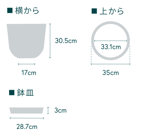 柱サボテン L