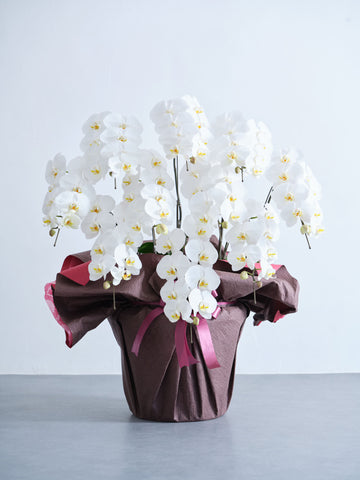 胡蝶蘭10本立 90輪 -brown-