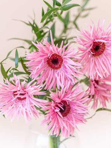 ガーベラの花束 5本 - ピンク -