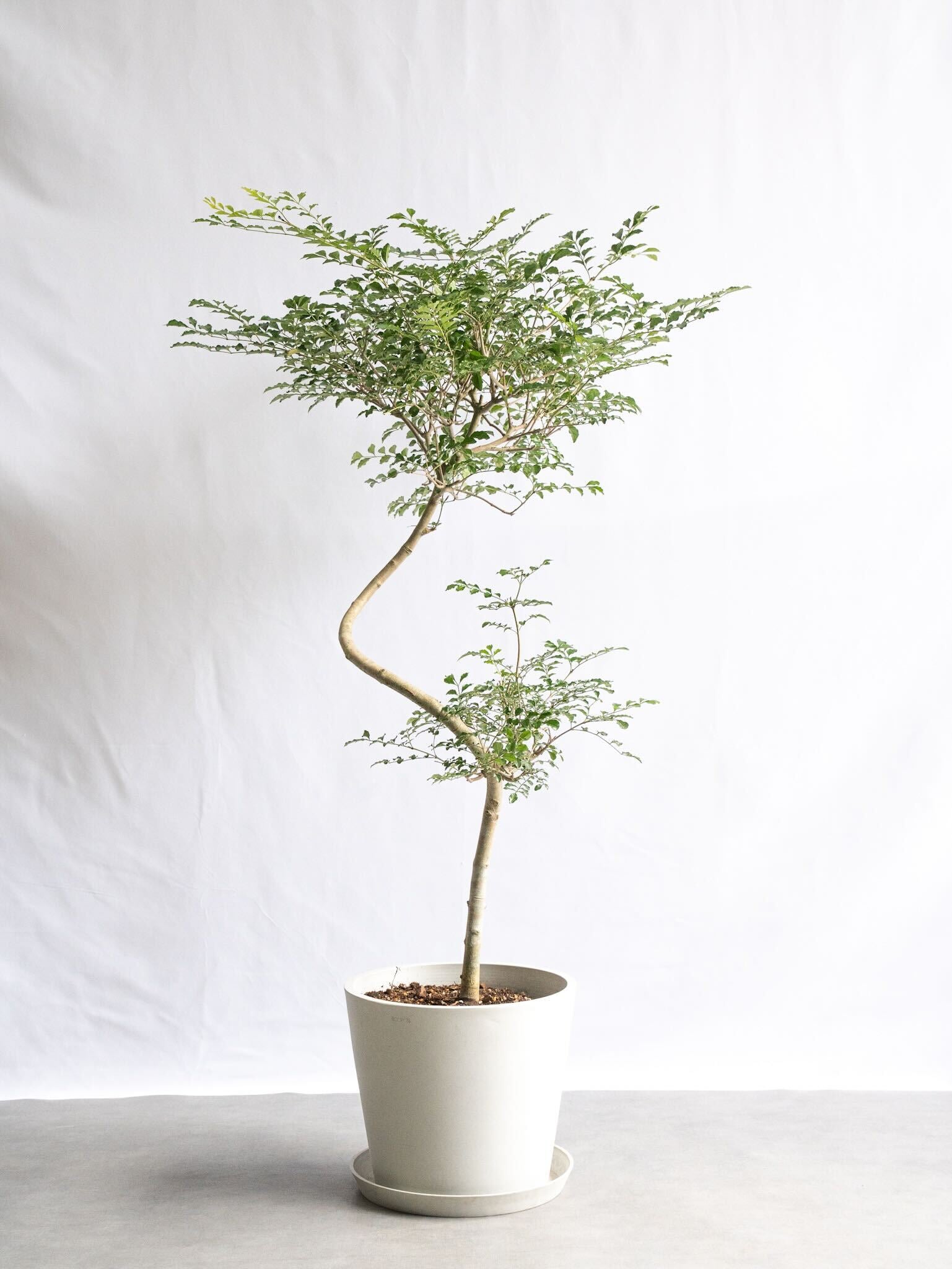 【一点もの】シマトネリコ まがり L