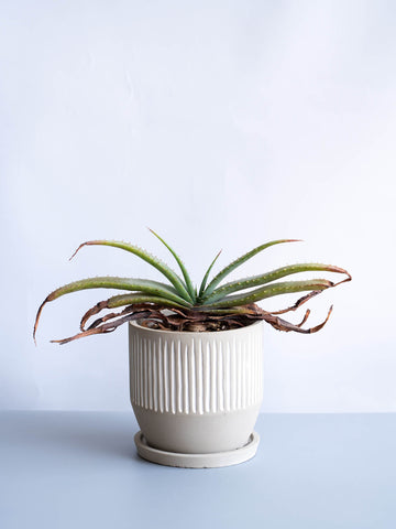 【一点もの】アロエ・スプラフォリアータ Table-L