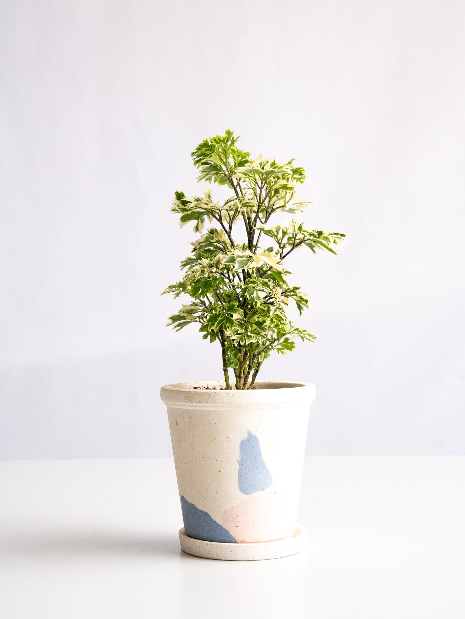 【一点もの】ポリシャス 斑入り Table-S #3
