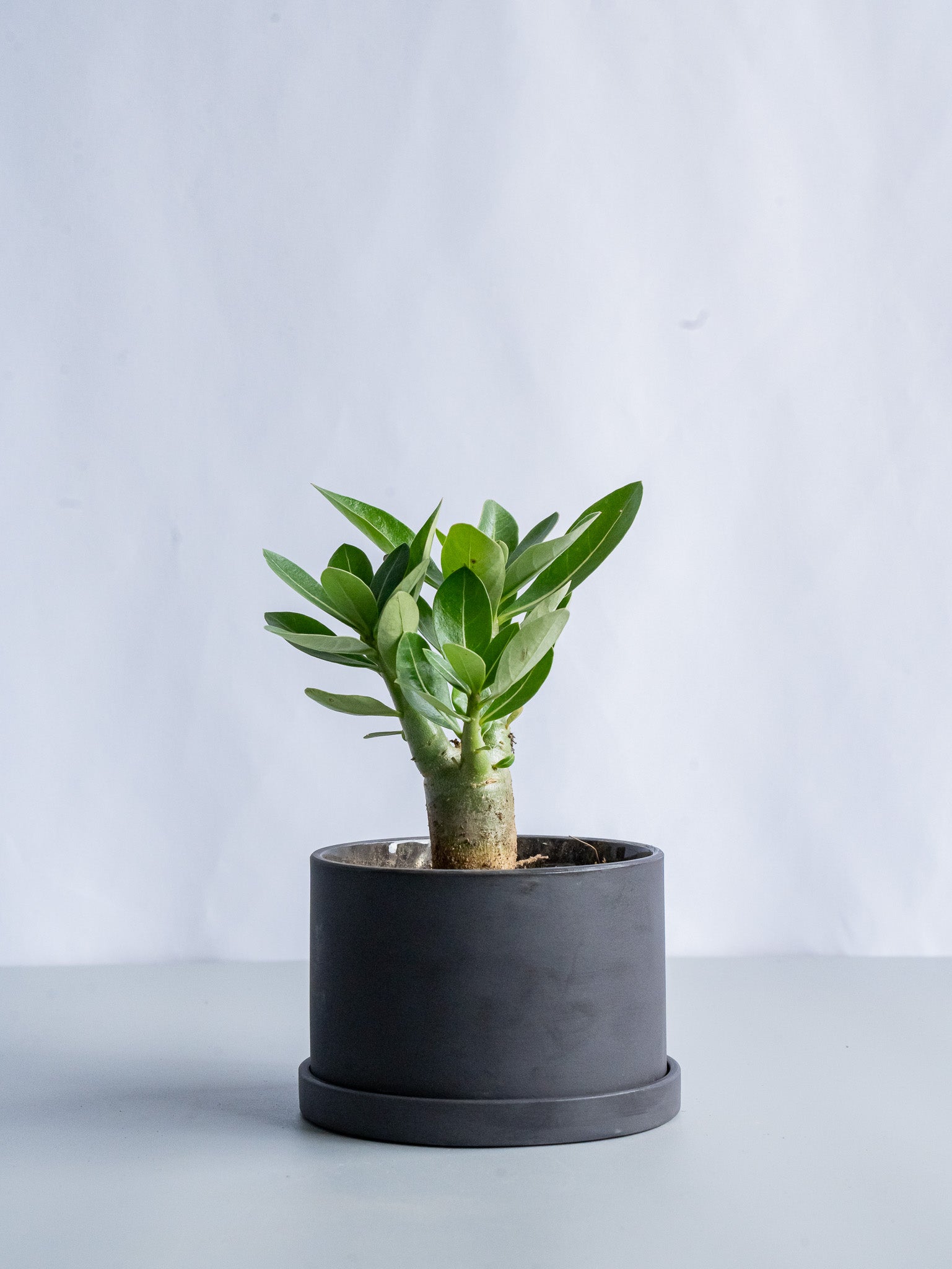 【一点もの】アデニウム・アラビカム Table-M #6