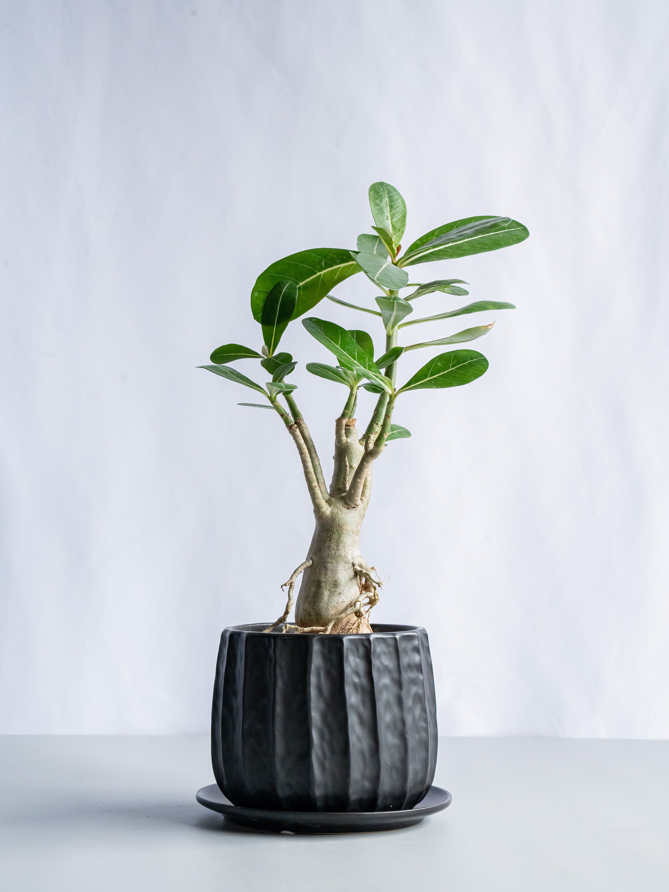 【一点もの】アデニウム・オベスム Table-L #6