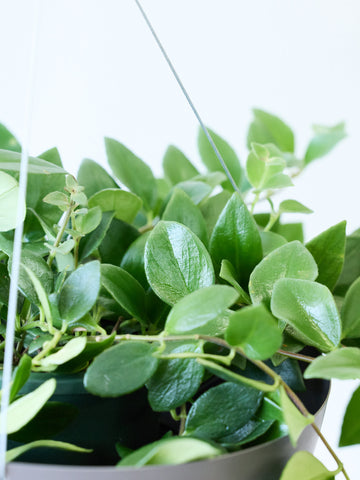 エスキナンサス・ラディカンス -ハンギング-