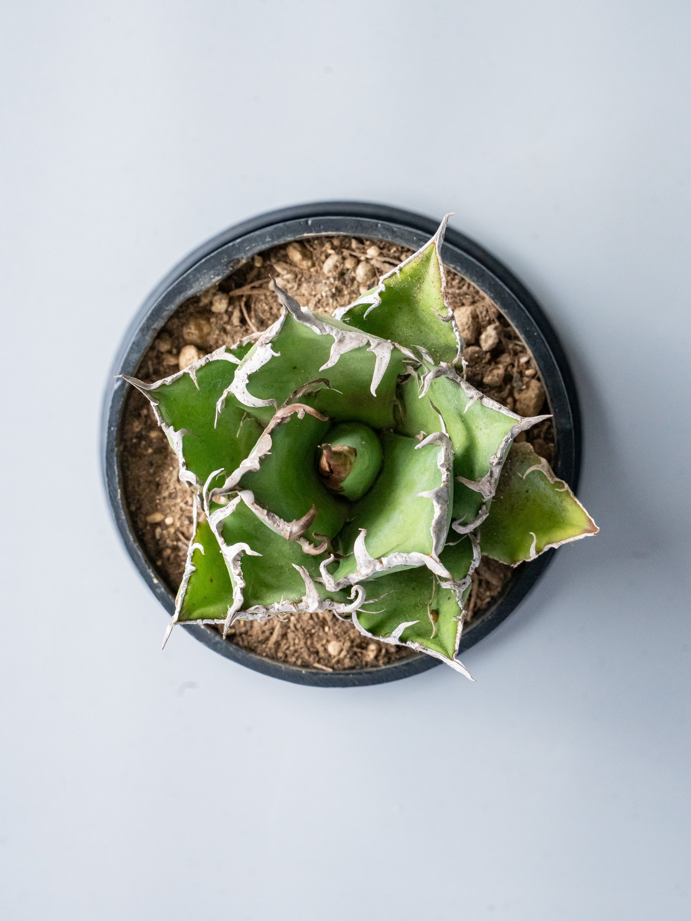 【一点もの】アガベ・チタノタ シーザー Table-M #1