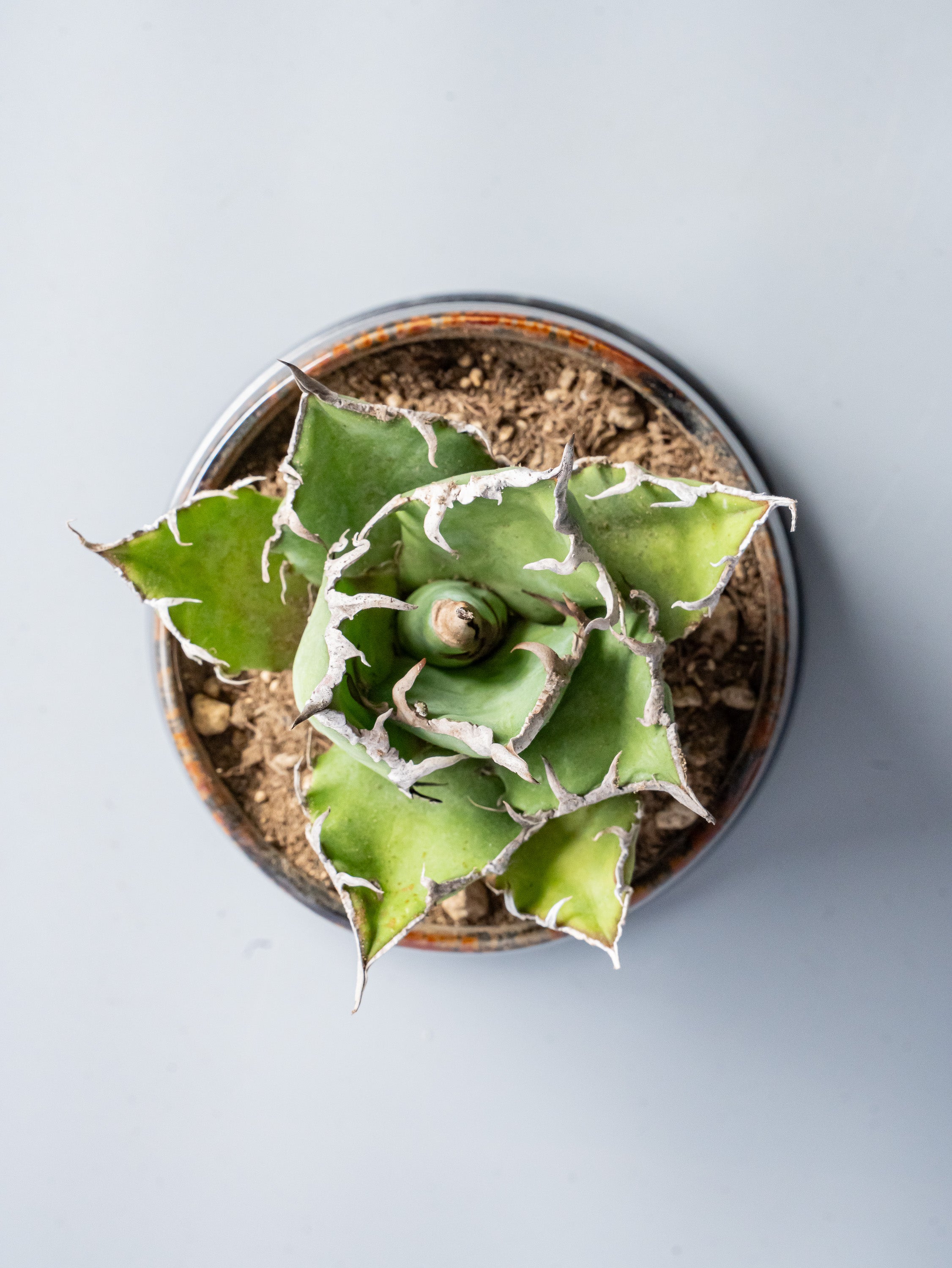 【一点もの】アガベ・チタノタ シーザー Table-M #2