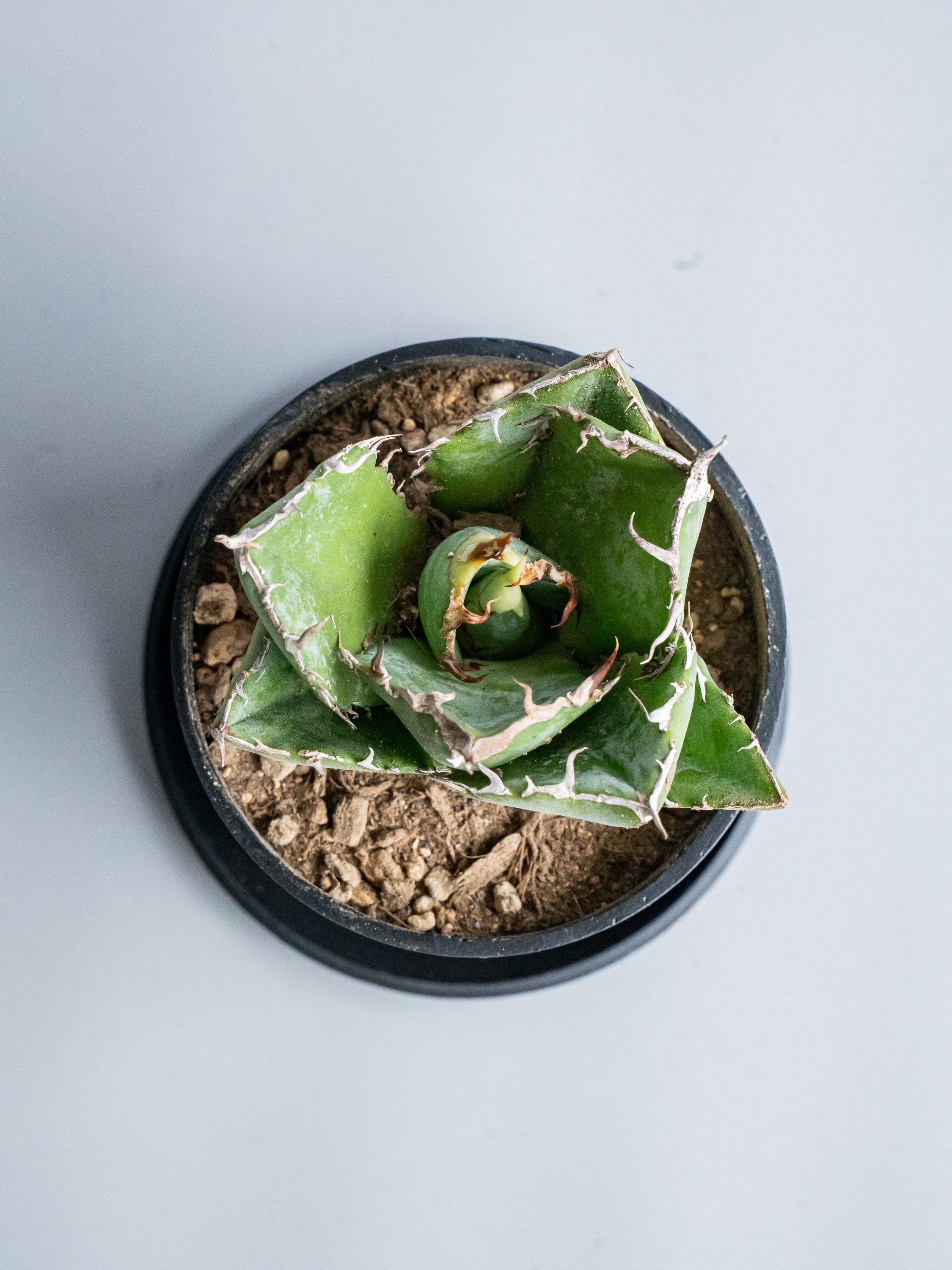 【一点もの】アガベ・チタノタ 白鯨 Table-M #1