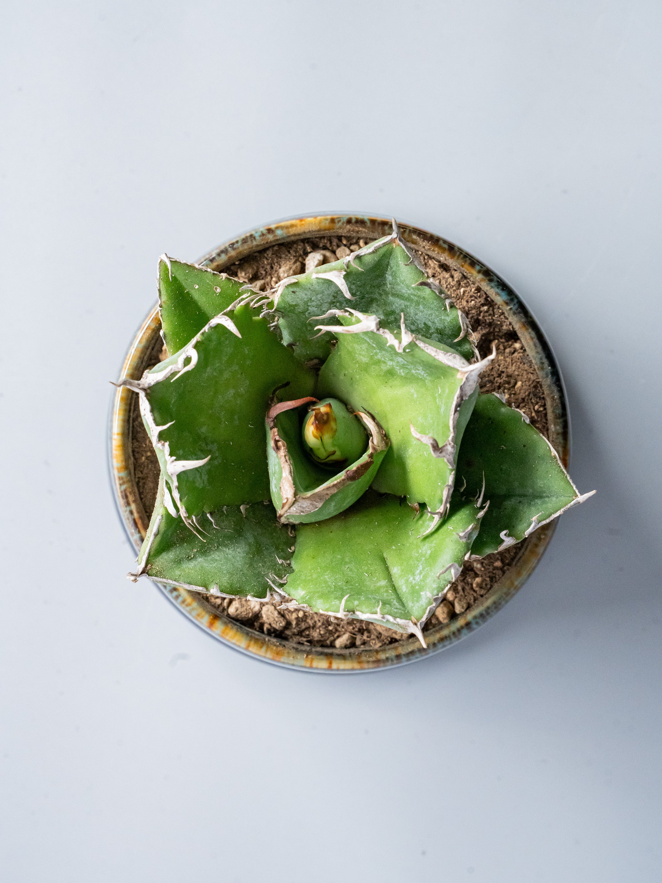 【一点もの】アガベ・チタノタ 白鯨 Table-M #2