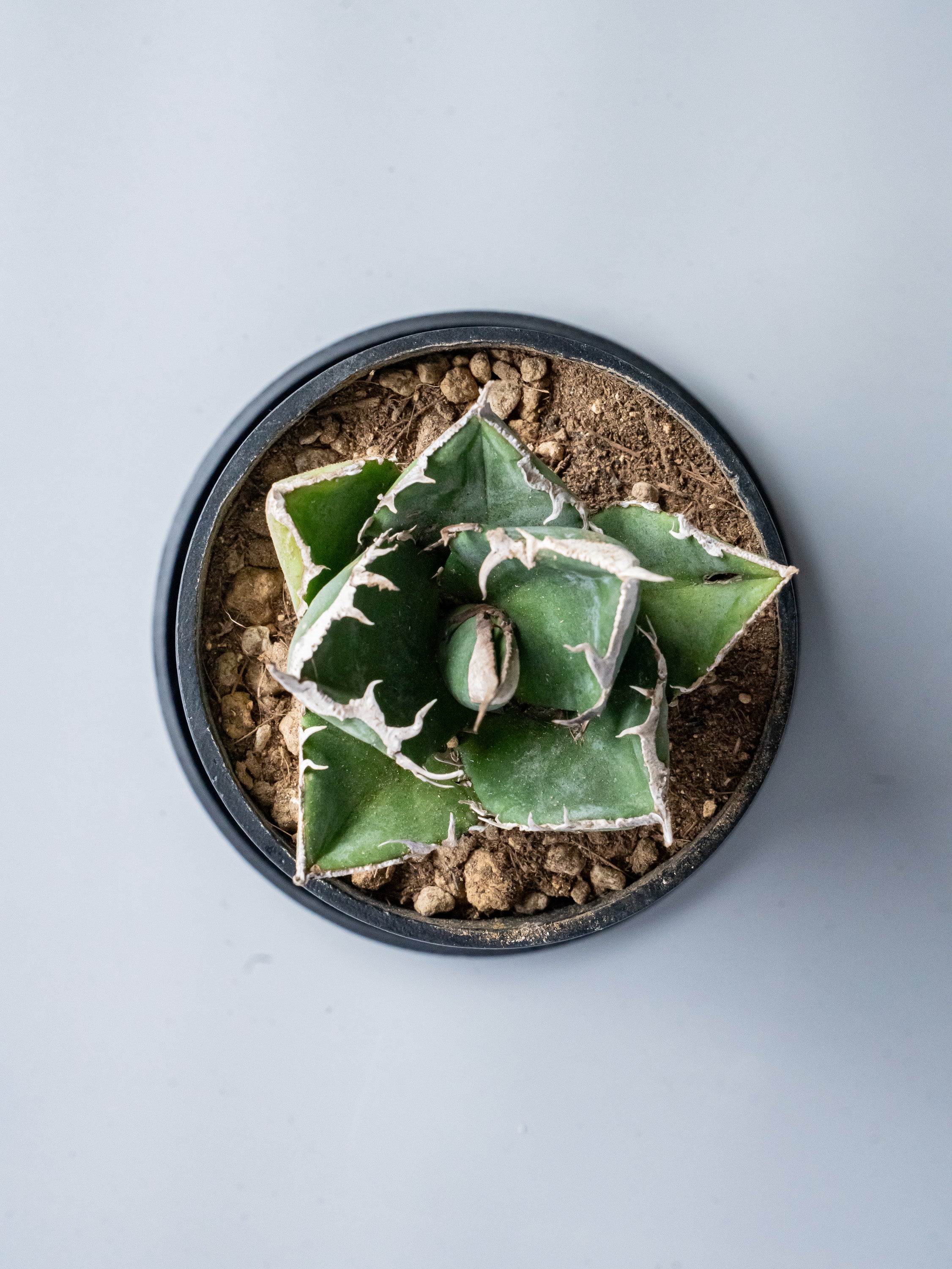 【一点もの】アガベ・チタノタ 南アフリカダイヤモンド Table-M #1