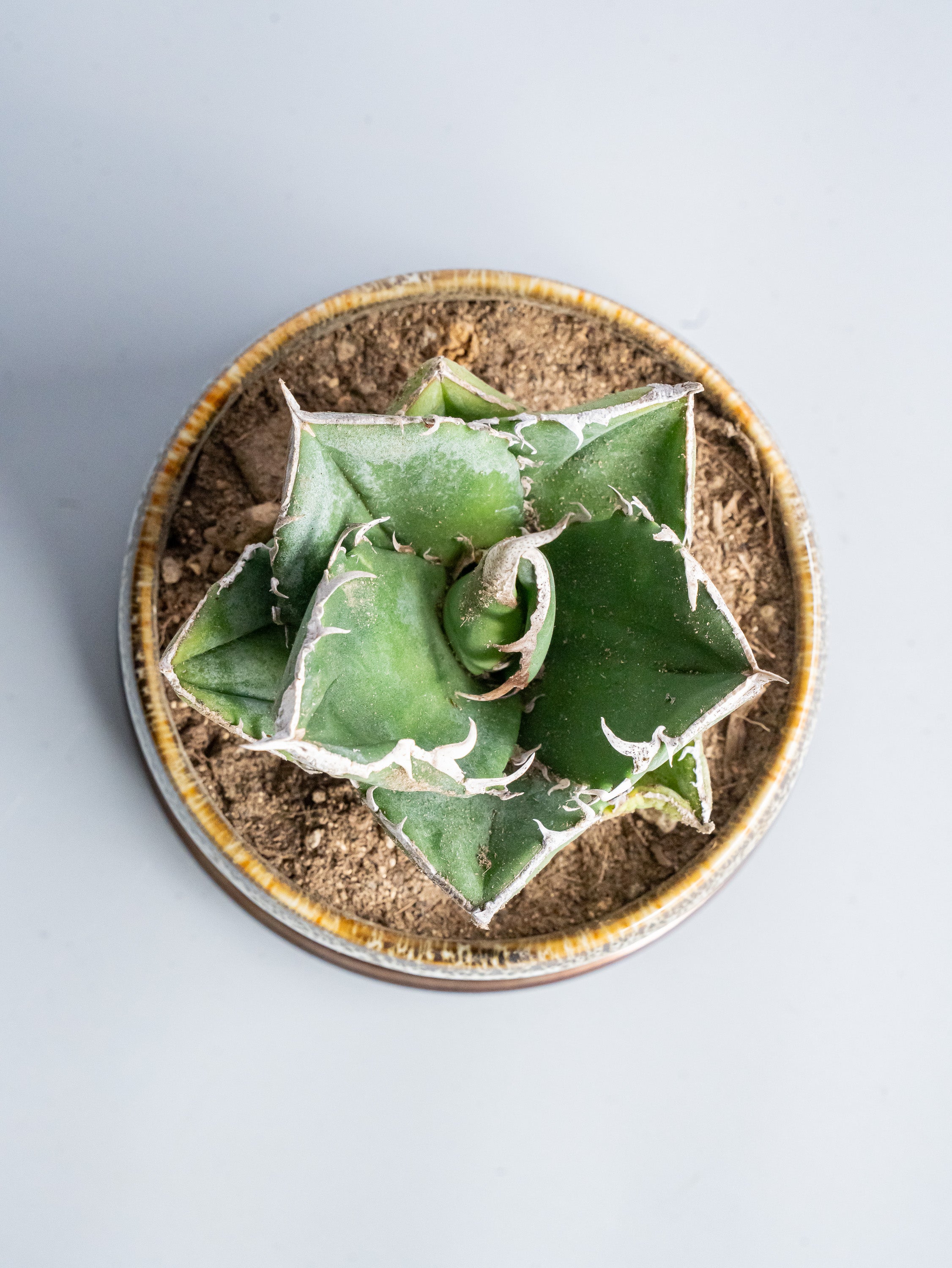 【一点もの】アガベ・チタノタ 南アフリカダイヤモンド Table-M #2