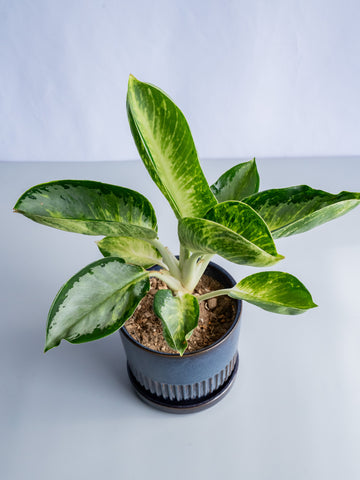 【一点もの】アグラオネマ・カンクン Table-L #6