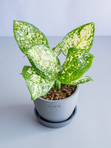 【一点もの】アグラオネマ・ホワイトアンヤマニー Table-S #3