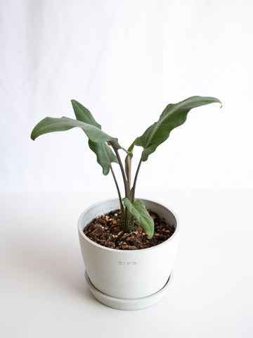 【一点もの】アロカシア・ラウテルバキアナ Table-L #1