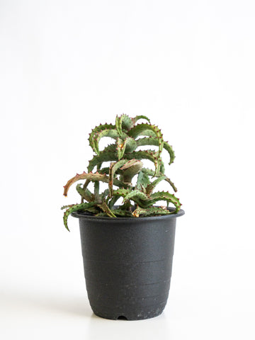 【一点もの】アロエ・カスティロニアエ Table-M