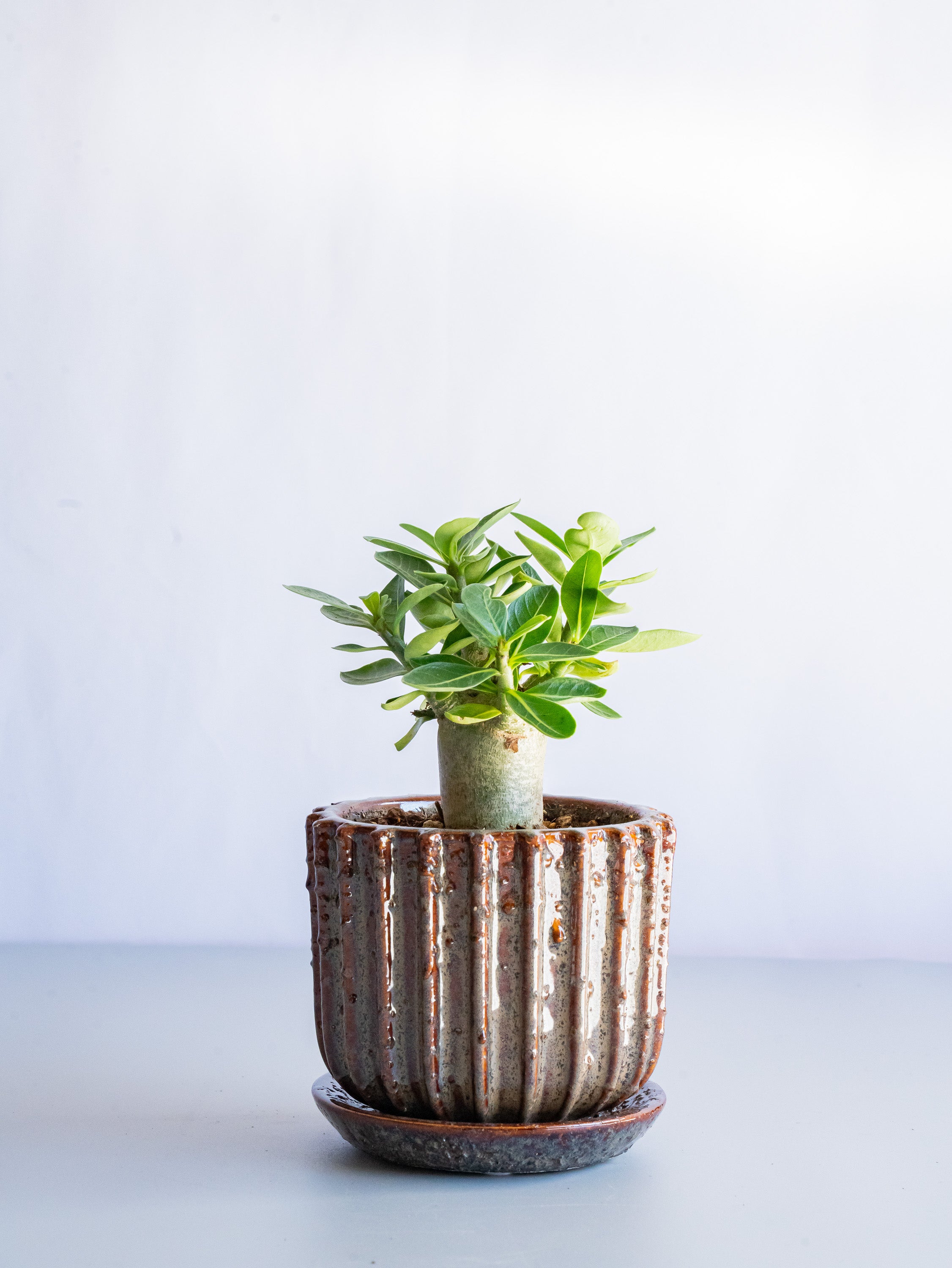 【一点もの】アデニウム・アラビカム Table-M #2