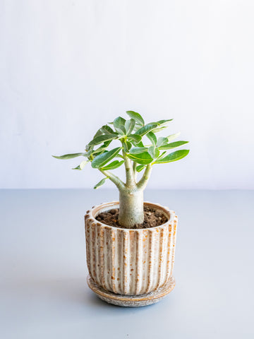 【一点もの】アデニウム・アラビカム Table-M #1