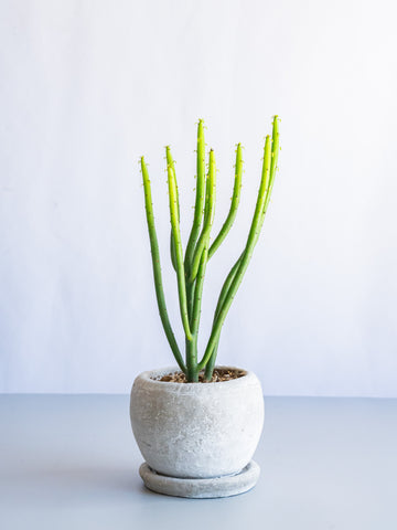 【一点もの】ユーフォルビア・オンコクラータ Table-S #3