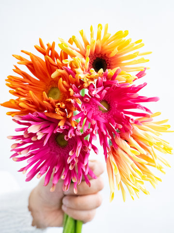 ガーベラ パスタ ミックス 5本