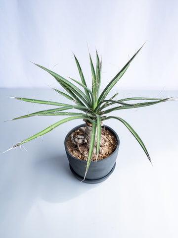 【一点もの】ユッカ・バッカタ Table-L