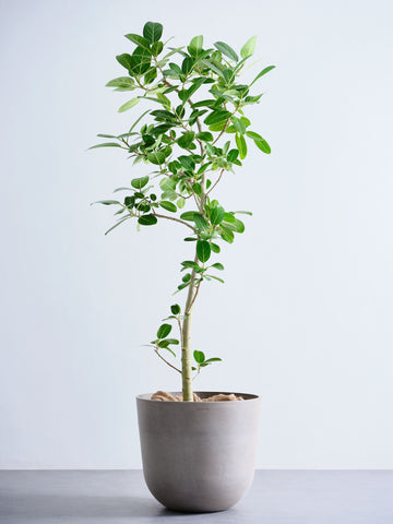 フィカス・ベンガレンシス XL 【全国発送可能】