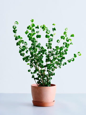 フィカス・ベンジャミン・バロック Table-L