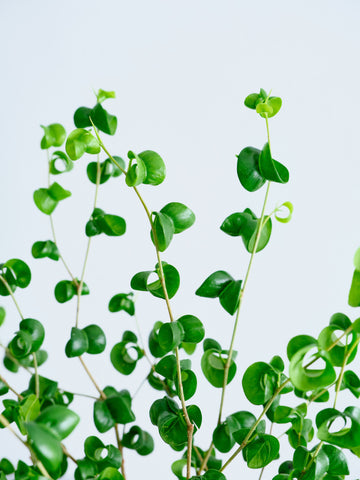 フィカス・ベンジャミン・バロック Table-L