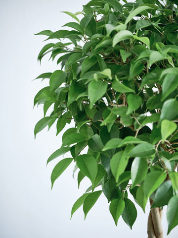 フィカス・ベンジャミン・リッチ L