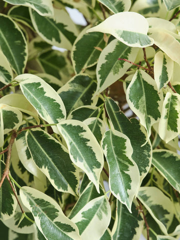 フィカス・ベンジャミン・スターライト・ビューティークイーン  L #2