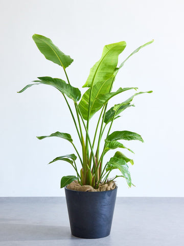 ストレリチア・オーガスタ XL