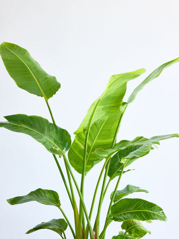 ストレリチア・オーガスタ XL