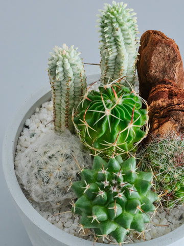 サボテンの寄せ植え Table-S