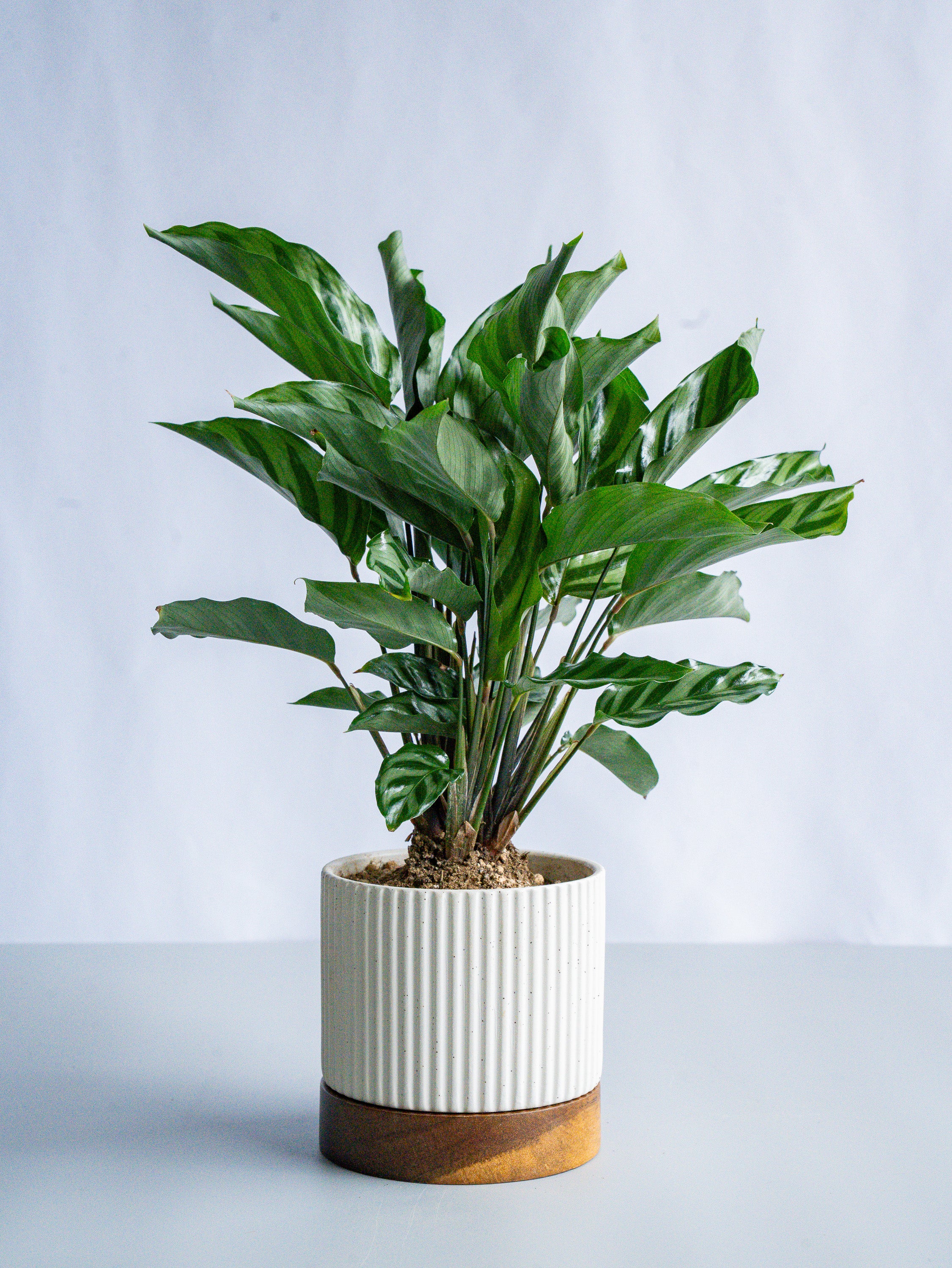 【一点もの】カラテア・フレディ Table-M