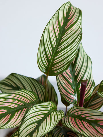 カラテア・ホワイトスター Table-L