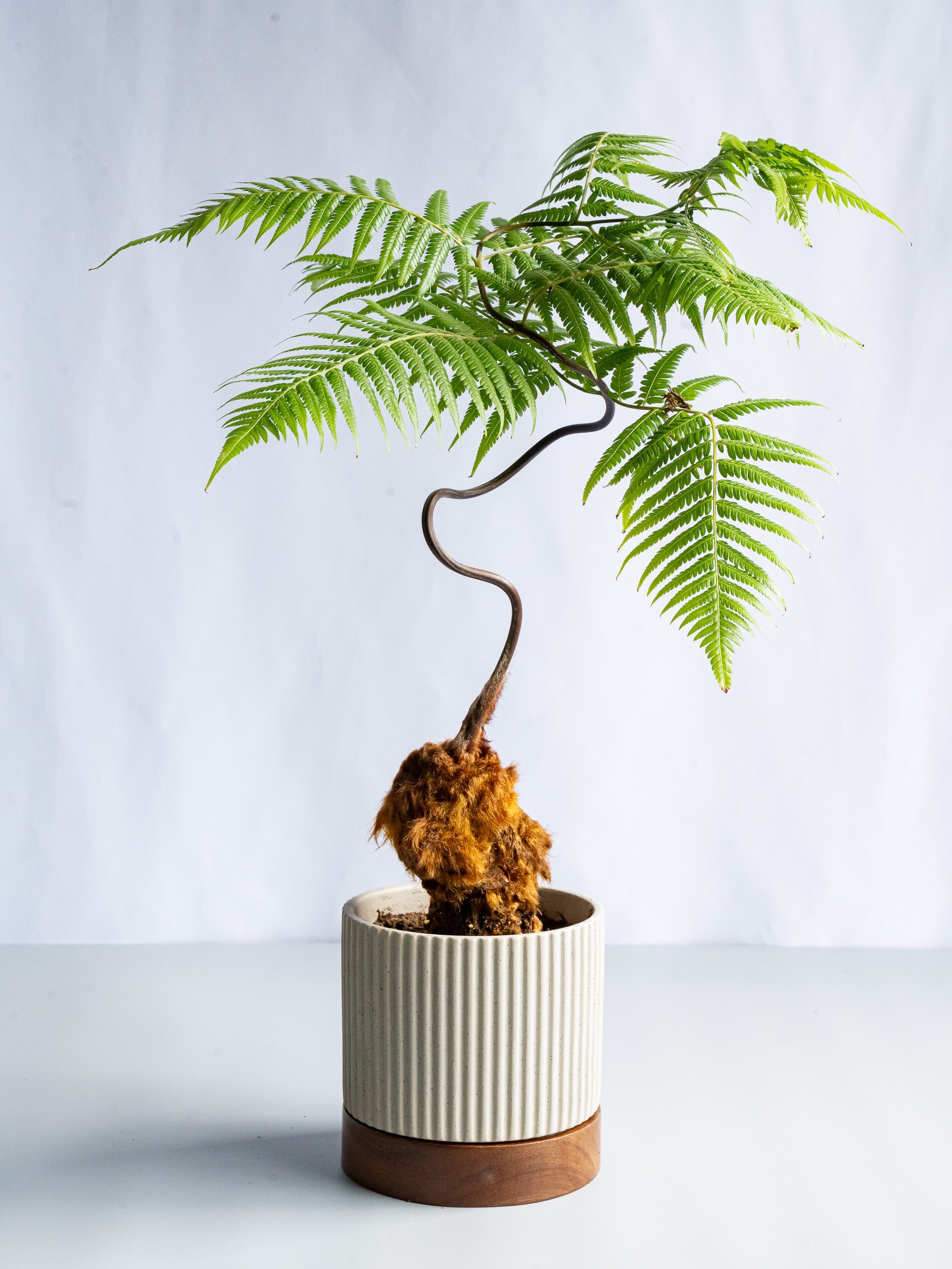 【一点もの】キンモウコウ Table-L #21