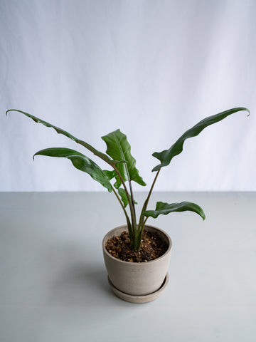 【一点もの】アロカシア・ラウテルバキアナ Table-L #3