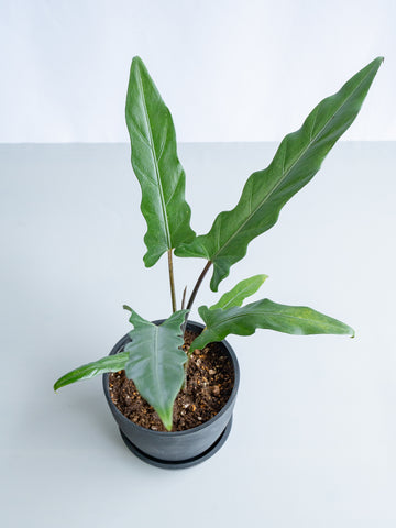 【一点もの】アロカシア・ラウテルバキアナ Table-L #5