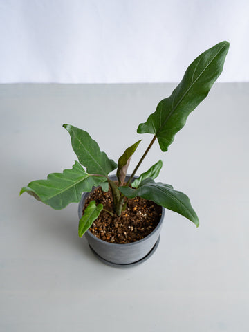 【一点もの】アロカシア・ラウテルバキアナ Table-L #4