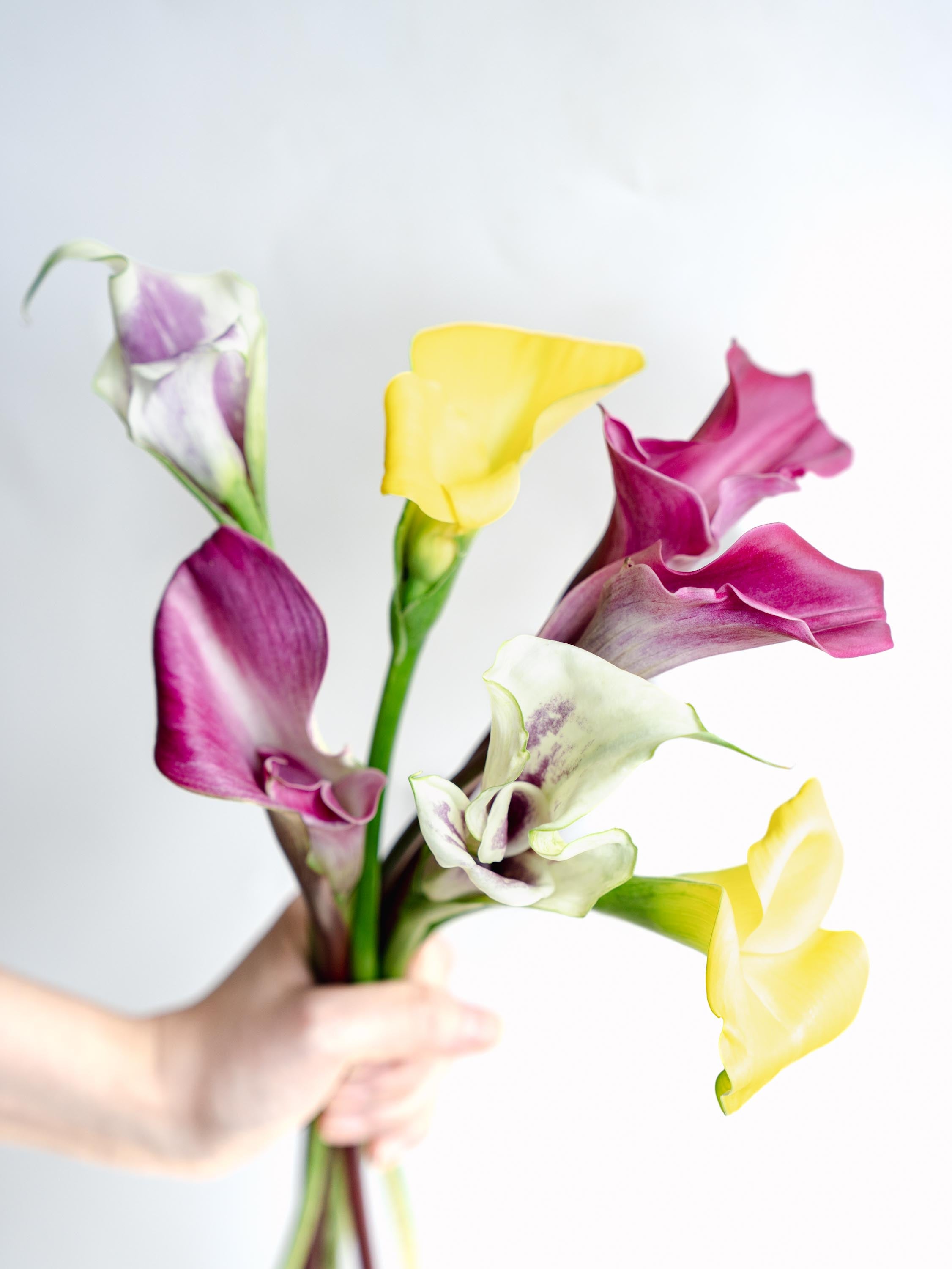 自宅で楽しむ花 - カラー ミックス 7本 -